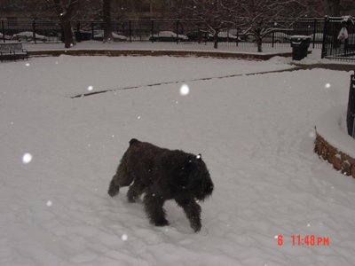 Barry looking for his ball in the snow, Jan 2010