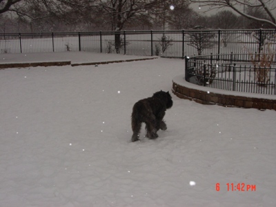 Barry playing with a ball in the snow, Jan 2010