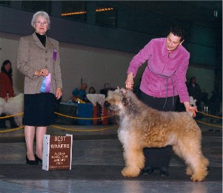 Best of Winners - January 2004 Alaska Kennel Club