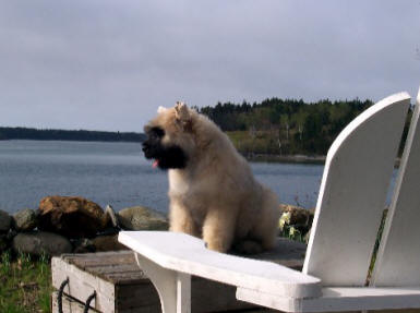 Moxie at the Lake Summer 2004