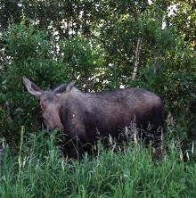 An Alaska Moose