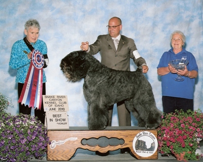 bouvier westminster dog show