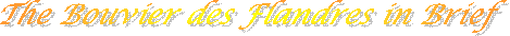 The Bouvier des Flandres in Brief