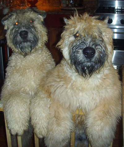 Gili and Luci