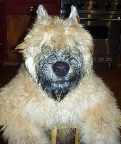 Luci