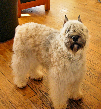 Luci at 5 months