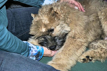 Luci