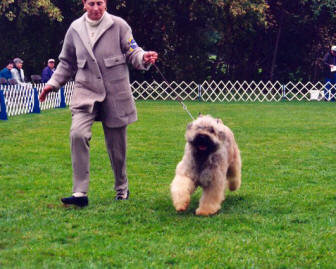 Judy and Redford gaiting at BdFCA national specialty Oct. 2003