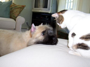 Moxie meets Kitty