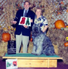 Spirit - 1st leg 2nd place Companion Dog