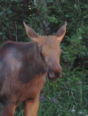 Local moose peeks in to say "hi"