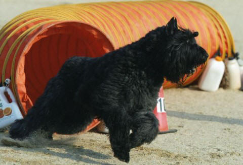 Shadow loves Agility
