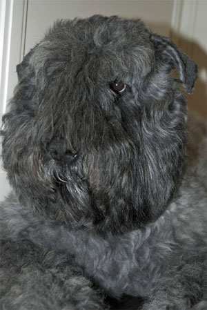 Rosie 2008